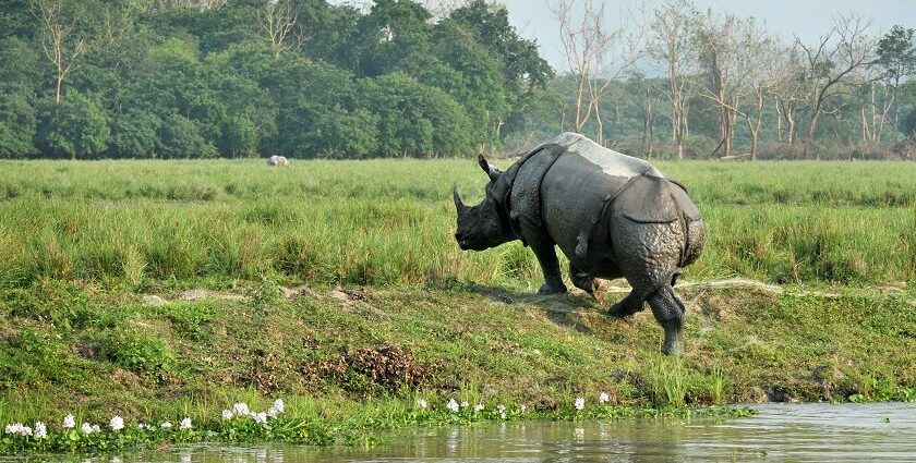 Pabha wildlife sanctuary is one of the off beat destinations to explore whilst visiting Assam