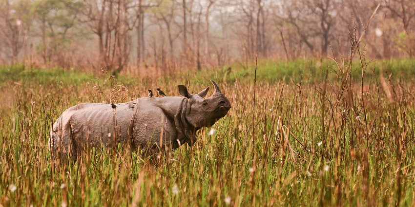 Orang National Park or the mini Kaziranga has serene jeep safaris with wildlife displays.