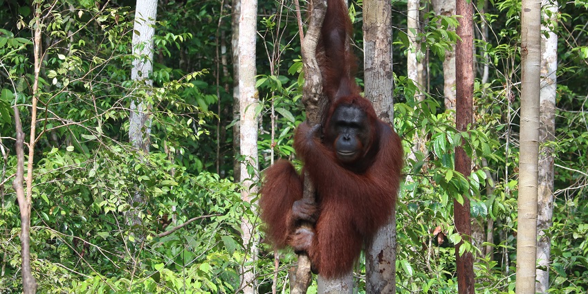 Orang National park is known as “ Mini Kaziranga “ of Assam.