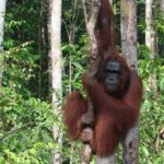 Wildlife in Orang National Park is the main attraction for tourists to visit this place.