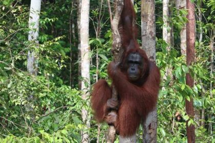 Wildlife in Orang National Park is the main attraction for tourists to visit this place.