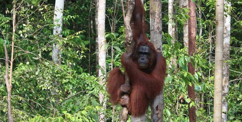 Wildlife in Orang National Park is the main attraction for tourists to visit this place.