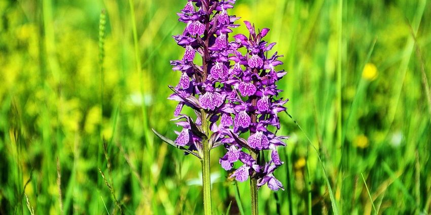 Tipi Orchid Reserve with a variety of colourful orchids, surrounded by lush greenery.