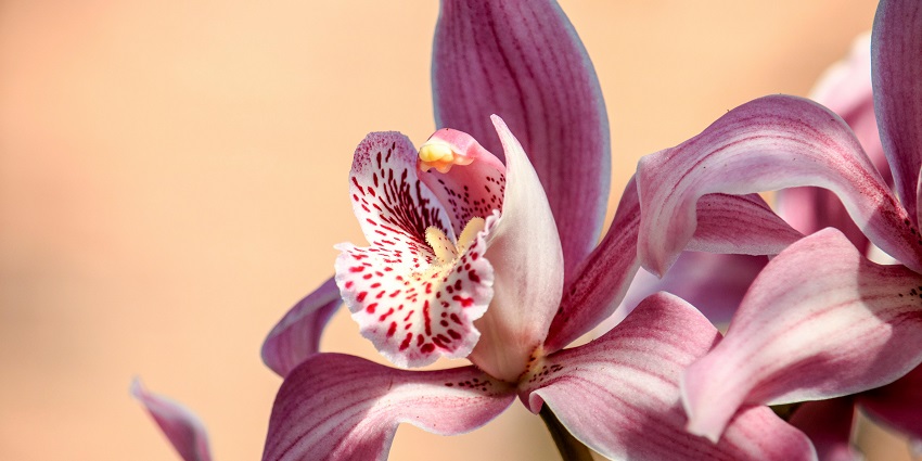 Orchid flower with delicate petals and vibrant colours, showcasing its natural beauty.