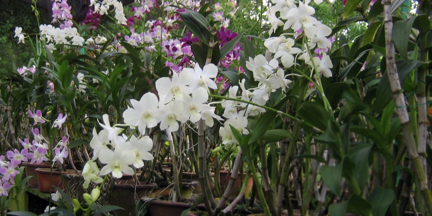 White and pink orchid plants