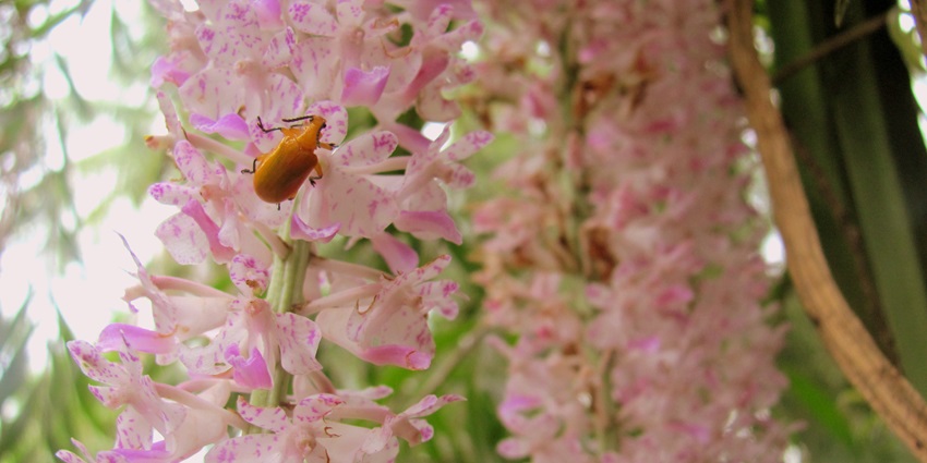 Near to Borail Wildlife Sanctuary, this park has gorgeous orchids which soothe the mind.