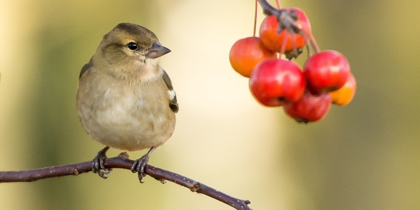 Birdwatchers spotting exotic species during Oriental Bird Tours - one of the things to do in Jorhat.