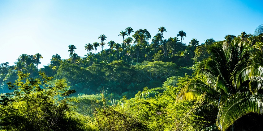 The panoramic image of the beautiful green lush jungle-covered throughout the hill