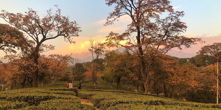 A picture of a vast tea garden in Dharamshala during the time of sunset