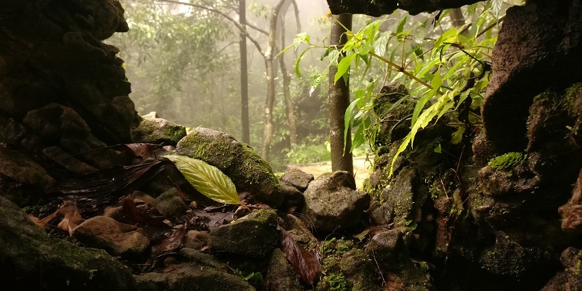 A picture of a cave entrance taken from inside the cave with a bright sunny environment outside the cave along with plants and greenery