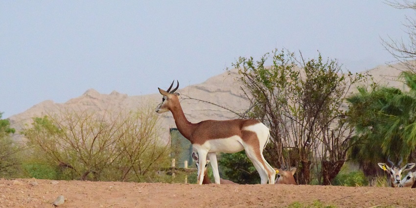 There are many other factors to consider while planning your trip to Al Ain Zoo.