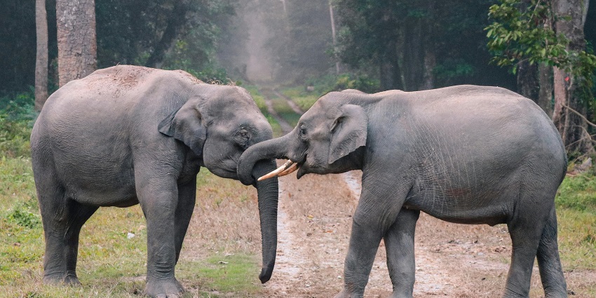 Tourists must consider some other factors before planning their visit to the sanctuary.