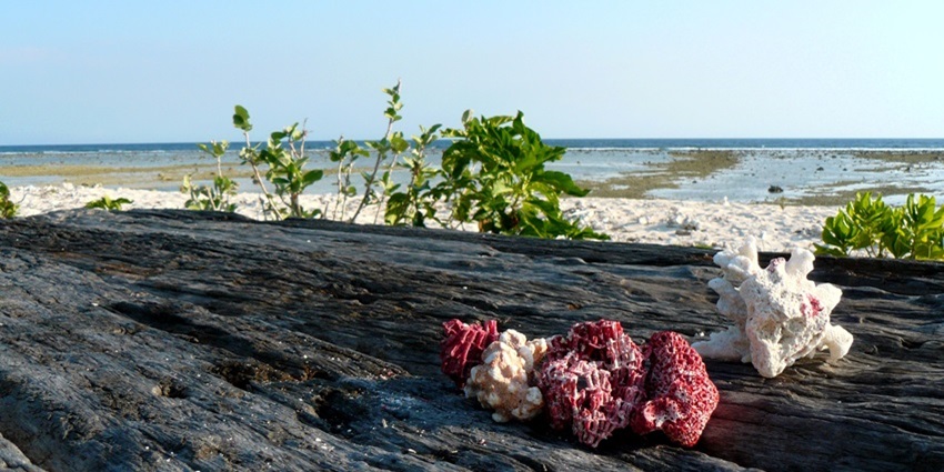 A picture taken at the Gili Trawangan Island showing limestones placed on a broken tree bark