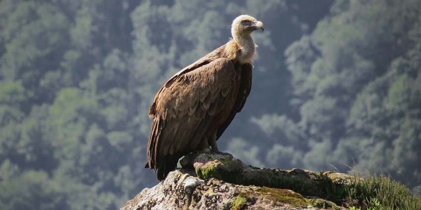 An Egyptian Vulture spotted at the Overa-Aru Wildlife Sanctuary, a tourist spot in Aru.