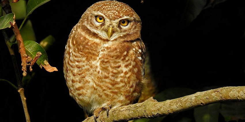 Owl perched on the branch of a tree, displaying a small portion of the wildlife of the region