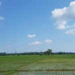 Wet paddy fields in Dibrugarh during daytime