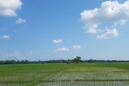 Wet paddy fields in Dibrugarh during daytime