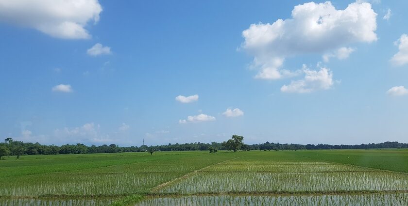 Wet paddy fields in Dibrugarh during daytime