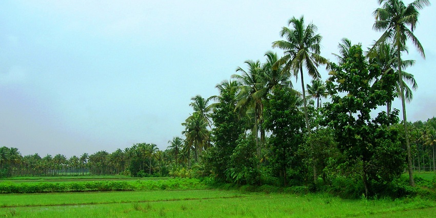 Lush green paddy farms in Thrissur