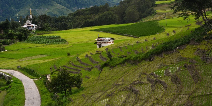 One of the loveliest places to visit in Itanagar, Ziro has paddy fields to watch.