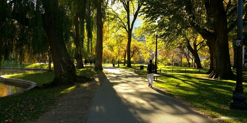 A picture of a beautiful garden with lush greenery and a man running on the road