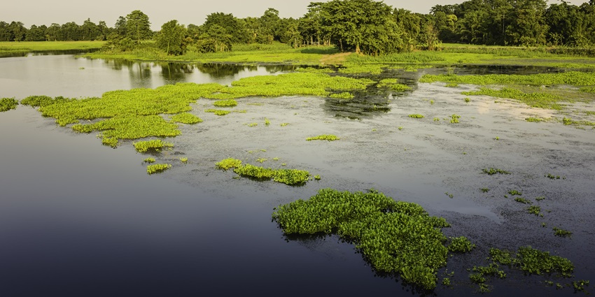Padum Pukhur is a lotus-shaped lake near the Mahabhairab Temple surrounded by greenery