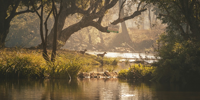 A serene view of the tranquil Padum Pukhuri surrounded by lush green vegetation.