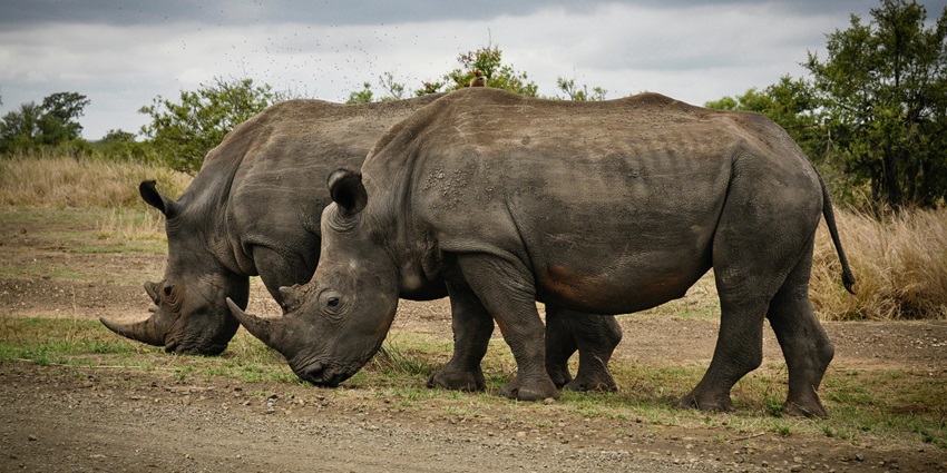 Beautiful snapshot of a pair of grey Rhinos into the wilderness amidst a beautiful jungle