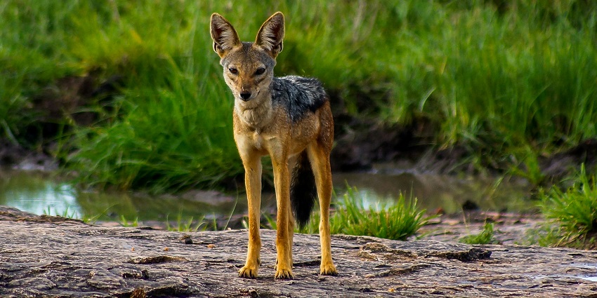 Pakhui Wildlife Sanctuary is one of the best wildlife sanctuaries in Arunachal Pradesh.
