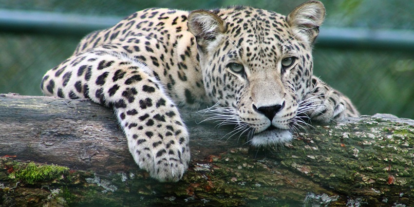 A leopard at Pakhui Wildlife Sanctuary, a major attraction near Bhalukpong picnic place.