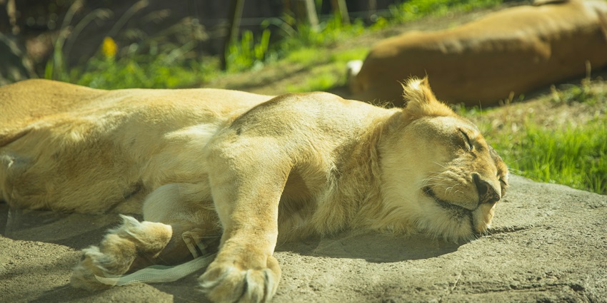The scenic snapshot of a lioness sleeping peacefully in the wildlife sanctuary, Arunachal