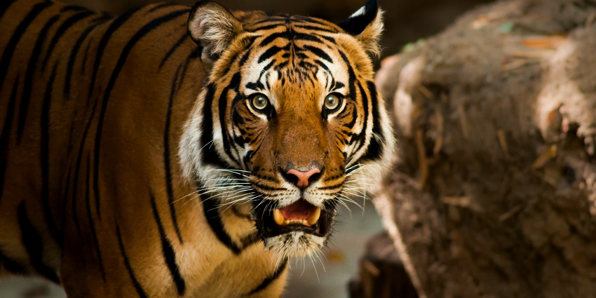 A fierce tiger spotted at the famous Pakke Tiger Reserve, a hotspot in the region.