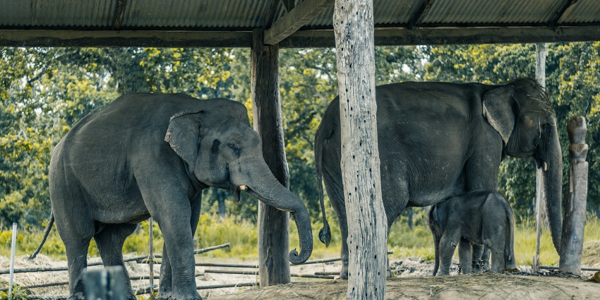 With lively birds and rich biodiversity, Pakke Wildlife Sanctuary is worth exploring.