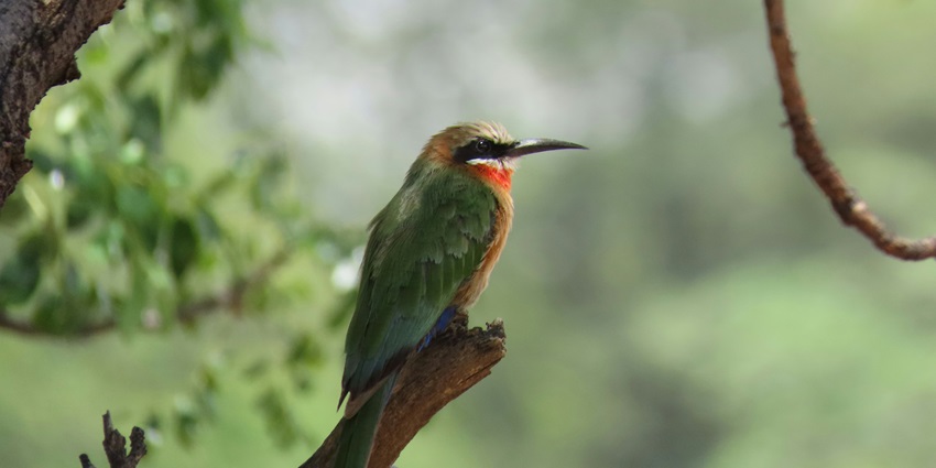 A glimpse of a bird sitting on a branch of a tree at the Pakshipathalam Bird Sanctuary.