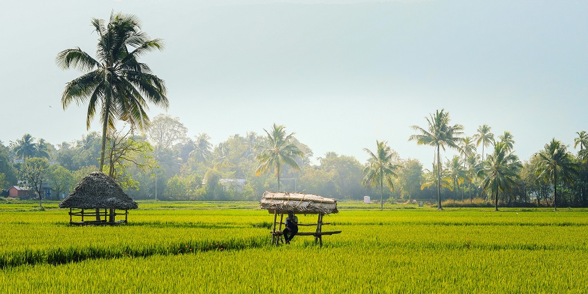 Image of the lush fields of palakkad, ideal spot for nature lovers in monsoon season
