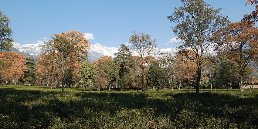 Palampur is a green town in Himachal, surrounded by tea gardens and the Dhauladhar mountains.
