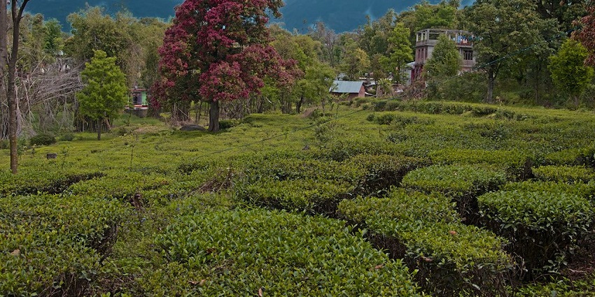 Palampur is a relaxing and secluded hill station near Kasol with tea estates