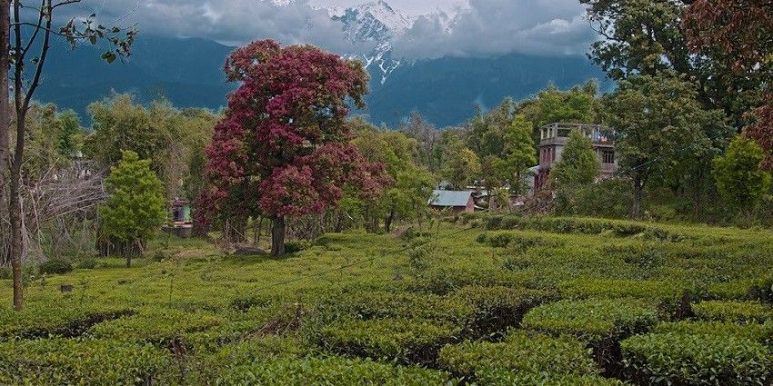 Palampur is a hill station in Himachal Pradesh that has fresh landscapes and tea gardens