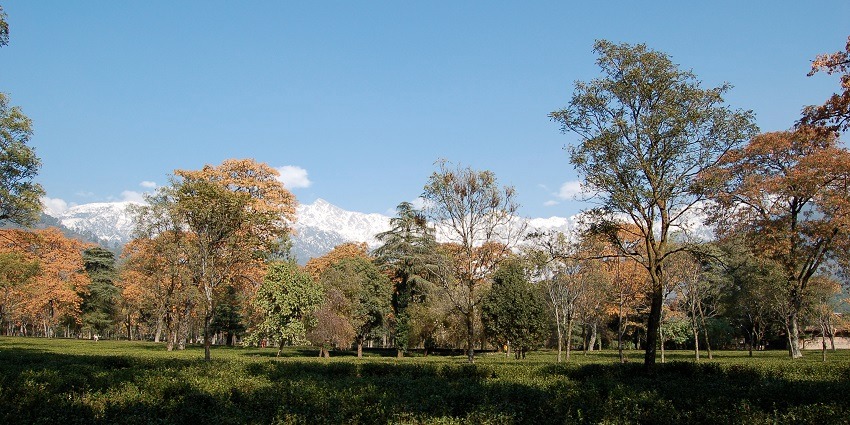Palampur is a very beautiful hill station located in the state of Himachal Pradesh.