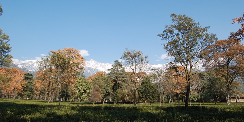 A serene view of the lush green gardens located in Palampur, Himachal Pradesh