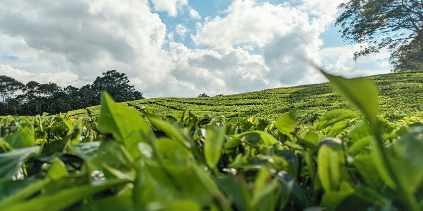 Palampur Tea Gardens is one of the best places around Tashi Jong Khampagar Monastery.