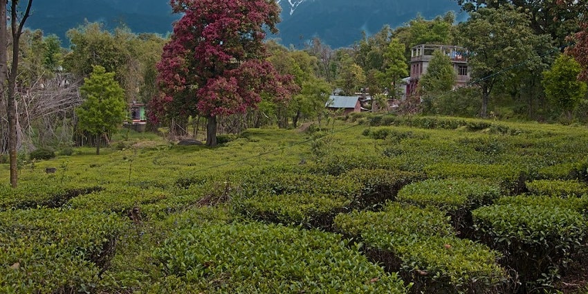 Palampur Tea Gardens is one of the best places to visit after paragliding in Palampur.
