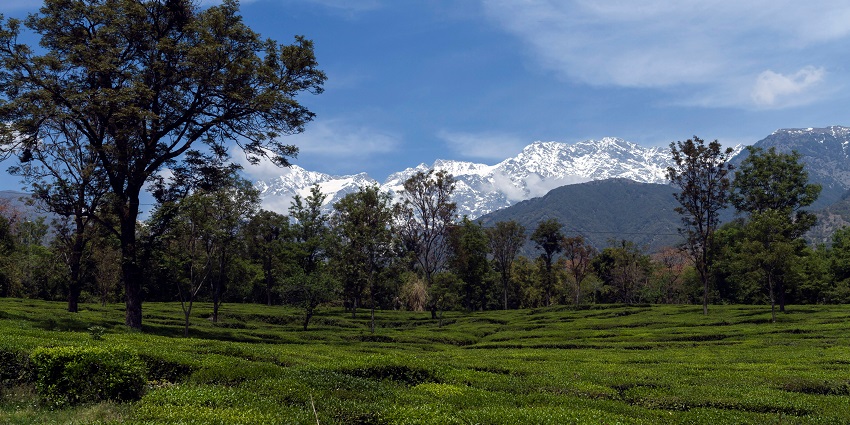 Picturersque view of lush tea plantations of Palampur with snow capped mountains far ahead