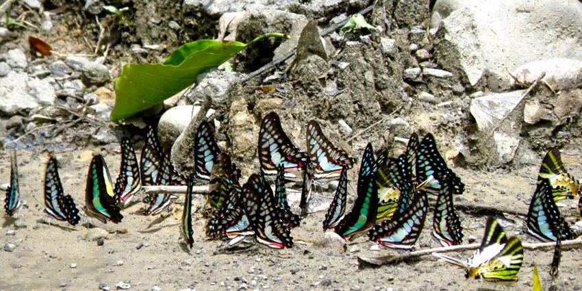 The snap of beautiful butterflies in Mud Puddling activities in the wet soil of the national park