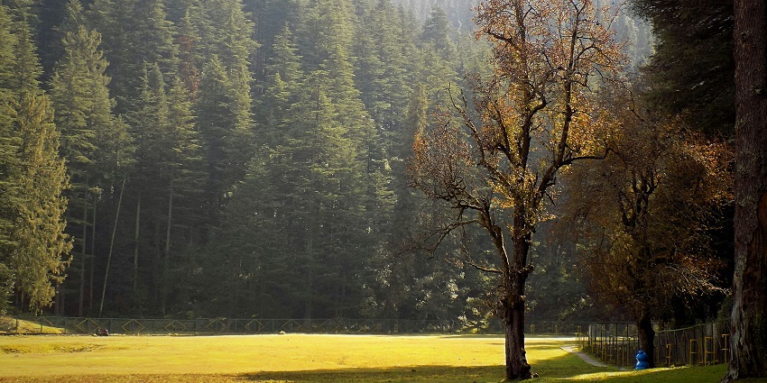 The image of a Panch Pandav tree, which holds significant importance among people.