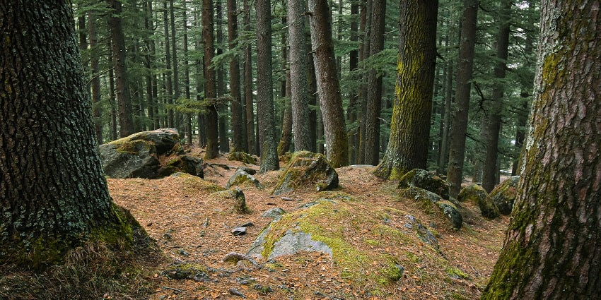 Take scenic strolls in Panchpula, a place to visit in Khajjiar, Himachal Pradesh.