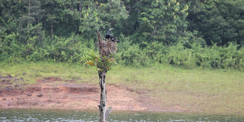 A picture of a bird nest at a verdant forest area near the Chellarkovil Waterfalls