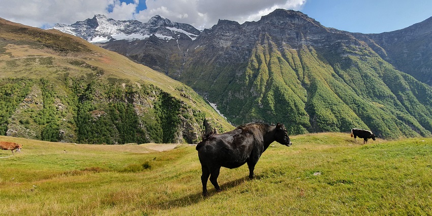 Visit Pangi Valley, an offbeat place in Himachal Pradesh where you can enjoy the scenic views