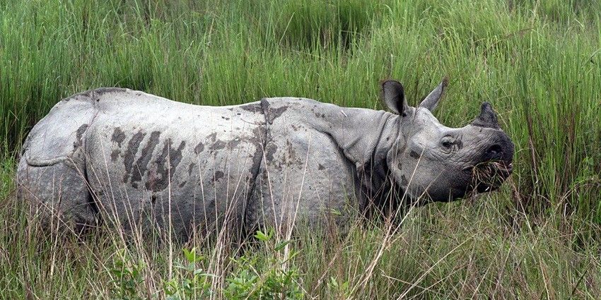 Panidihing Wildlife Sanctuary is home to several species of animals and migratory birds.