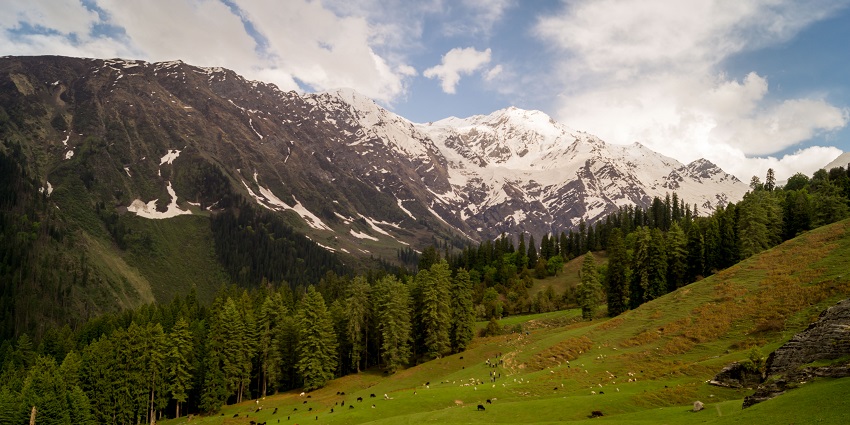 Verdant hills overlooking the pine forests and snow caped mountains beyond